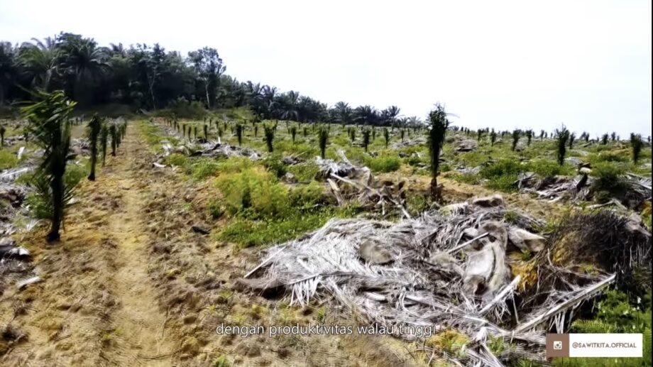 Kenali Apa Itu Peremajaan (Replanting) Kelapa Sawit Beserta Tahapannya