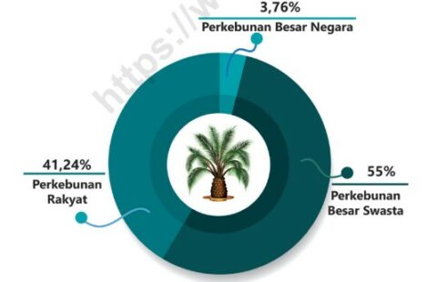 Ada 3 Jenis Status Pengusahaan Kebun Sawit Di Indonesia, Apa Saja?